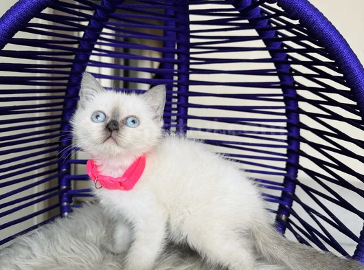 British Shorthair Bluepoint Dişi Erkek Yavrular görsel