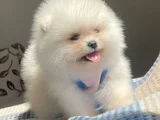 Pomerian Bebeğim