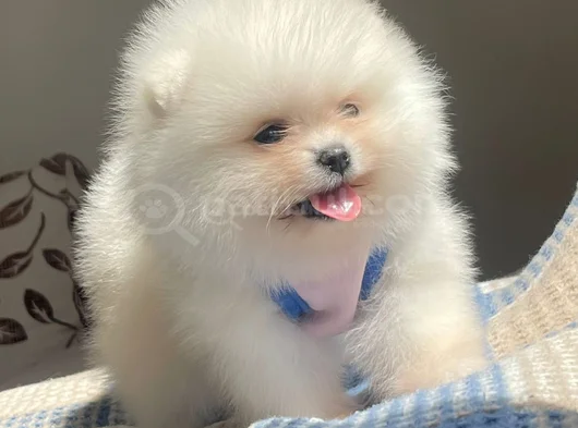 Pomerian Bebeğim görsel