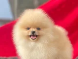 Pomerian Bebeğim