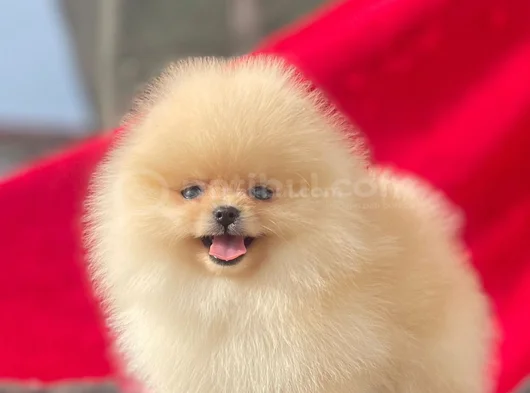 Pomerian Bebeğim görsel