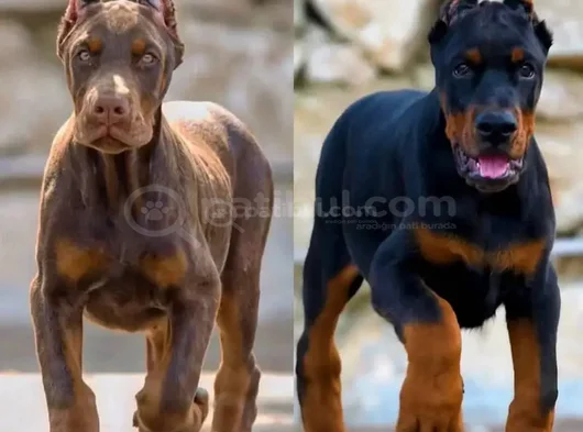 En kaliteli doberman yavruları uzmanından sizleri bekliyor
