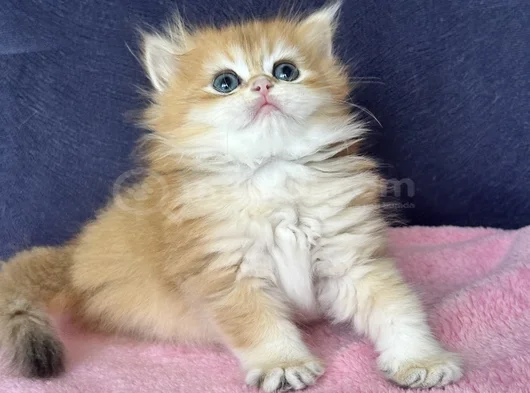 Üst Kalite Orijinal British Shorthair Golden görsel