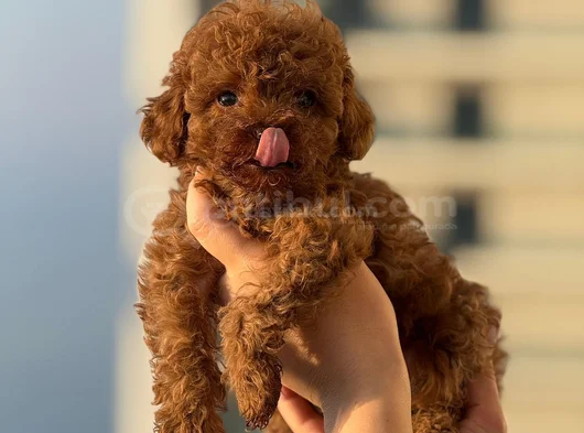 TEACUP BOY KOREA KAN TOYPOODLE BEBEKLER