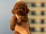 Teacup Boy Korea Kan Toypoodle Bebekler