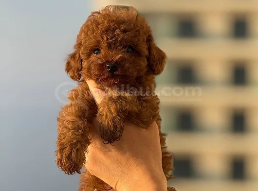 Teacup Boy Korea Kan Toypoodle Bebekler görsel