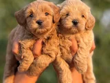 Teacup Malti̇poo
