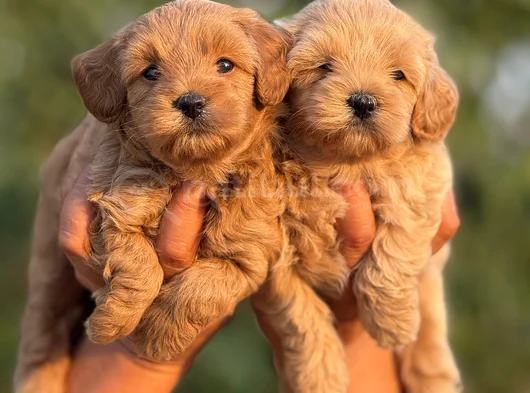 Teacup Malti̇poo görsel