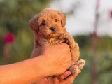 Teacup Malti̇poo