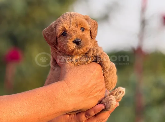 Teacup Malti̇poo görsel