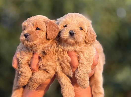 Teacup Malti̇poo görsel