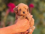 Teacup Malti̇poo