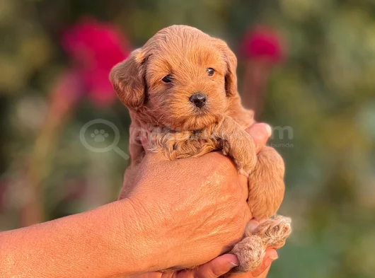 Teacup Malti̇poo görsel