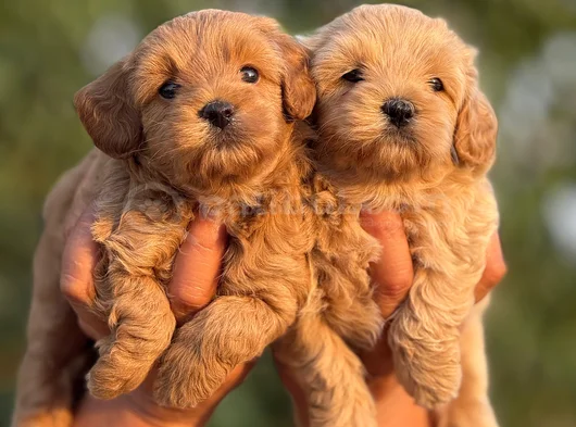 Teacup Malti̇poo