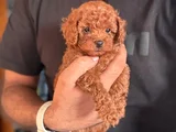 TEACUP BOY KOREA KAN TOYPOODLE BEBEKLER