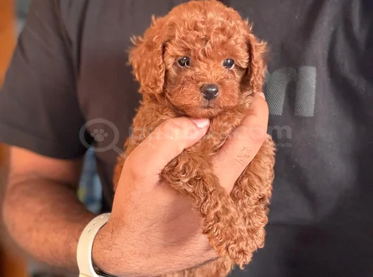 Teacup Boy Korea Kan Toypoodle Bebekler