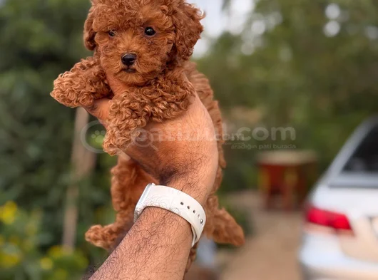 Teacup Boy Korea Kan Toypoodle Bebekler görsel