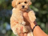 TEACUP MALTİPOO