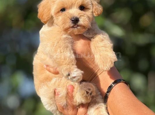 Teacup Malti̇poo