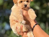 Teacup Malti̇poo