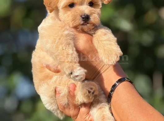 Teacup Malti̇poo görsel
