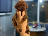 TEACUP BOY KOREA KAN TOYPOODLE BEBEKLER