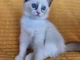 KEDİLİBABA RAGDOLL DAN ŞECERELİ RAGDOLL YAVRULARI