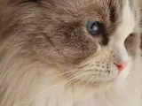 Yurtdişindan Geti̇rdi̇ği̇m Dna Testli̇ Safkan Ragdoll Erkek - Ki