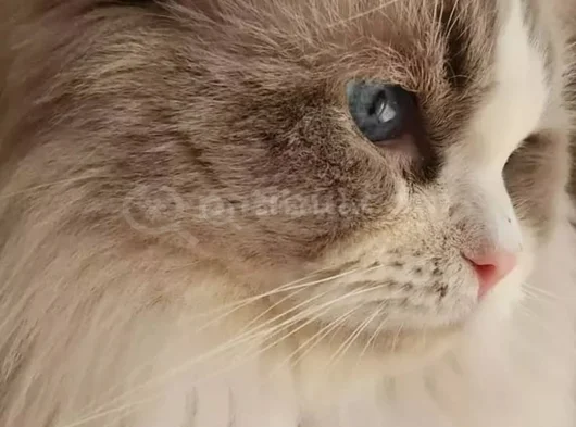 Yurtdişindan Geti̇rdi̇ği̇m Dna Testli̇ Safkan Ragdoll Erkek - Ki görsel