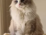 Yurtdişindan Geti̇rdi̇ği̇m Dna Testli̇ Safkan Ragdoll Erkek - Ki