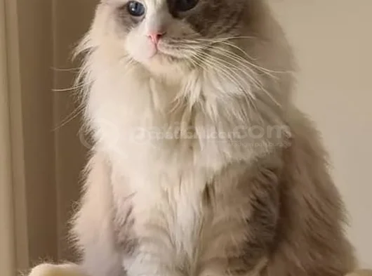 Yurtdişindan Geti̇rdi̇ği̇m Dna Testli̇ Safkan Ragdoll Erkek - Ki görsel