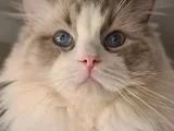 YURTDIŞINDAN GETİRDİĞİM DNA TESTLİ SAFKAN RAGDOLL ERKEK - KI