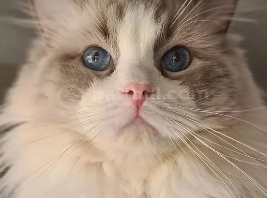 Yurtdişindan Geti̇rdi̇ği̇m Dna Testli̇ Safkan Ragdoll Erkek - Ki