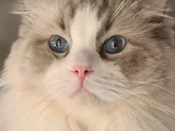 Yurtdişindan Geti̇rdi̇ği̇m Dna Testli̇ Safkan Ragdoll Erkek - Ki