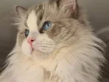 Yurtdişindan Geti̇rdi̇ği̇m Dna Testli̇ Safkan Ragdoll Erkek - Ki