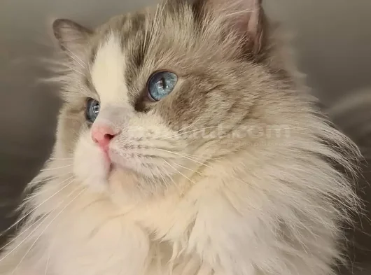 Yurtdişindan Geti̇rdi̇ği̇m Dna Testli̇ Safkan Ragdoll Erkek - Ki görsel