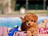 Kalpleri Eritecek Güzellikte Toy Poodle Yavruları