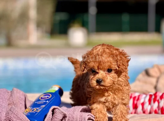 Kalpleri Eritecek Güzellikte Toy Poodle Yavruları görsel