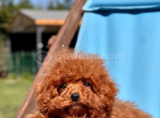 Kalpleri Eritecek Güzellikte Toy Poodle Yavruları görsel