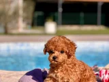 Kalpleri Eritecek Güzellikte Toy Poodle Yavruları