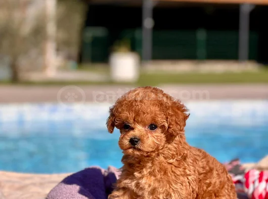 Kalpleri Eritecek Güzellikte Toy Poodle Yavruları görsel