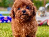 Kalpleri Eritecek Güzellikte Toy Poodle Yavruları