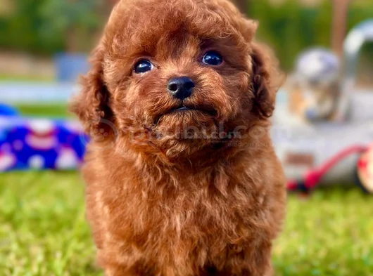 Kalpleri Eritecek Güzellikte Toy Poodle Yavruları görsel