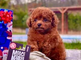 Kalpleri Eritecek Güzellikte Toy Poodle Yavruları