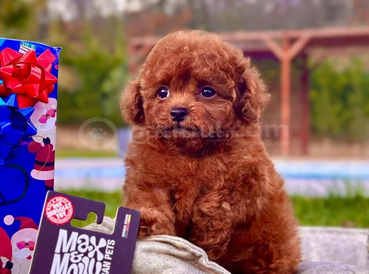 Kalpleri Eritecek Güzellikte Toy Poodle Yavruları