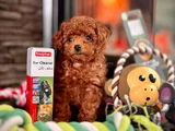 Sevimli Yavrular Toy Poodle Yeni Yuvaya Hazır