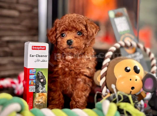 Sevimli Yavrular Toy Poodle Yeni Yuvaya Hazır