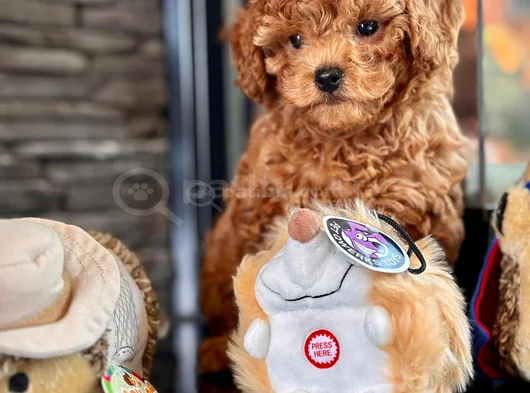 Sevimli Yavrular Toy Poodle Yeni Yuvaya Hazır görsel