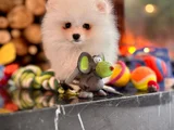 Ayıcık Görünümlü Pomeranian Yavrumuz Yeni Yuvasını Arıyor