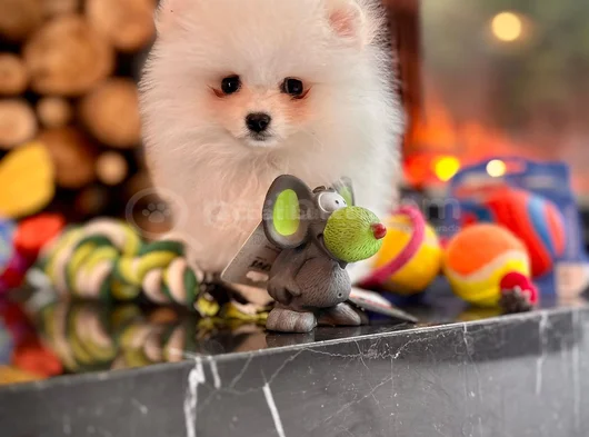 Ayıcık Görünümlü Pomeranian Yavrumuz Yeni Yuvasını Arıyor görsel